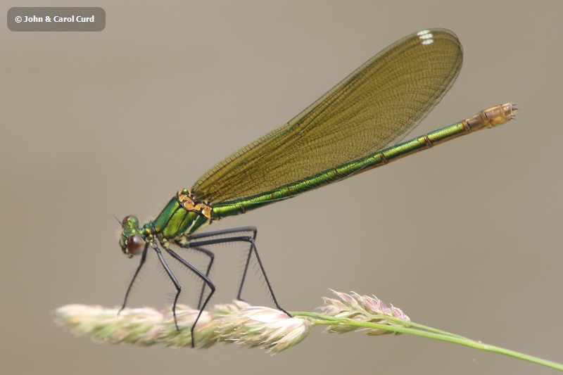 J18_0952 Calopteryx xanthostoma female.JPG